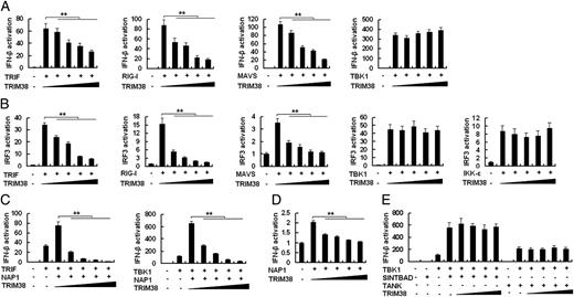 FIGURE 4. TRIM38 targets NAP1. (A) HEK293 cells were transfected with TRIF, RIG-I, MAVS, TBK1, along with IFN-β reporter plasmid and increasing amount of TRIM38 plasmid, and luciferase activity was analyzed. (B) HEK293 cells were transfected with TRIF, RIG-I, MAVS, TBK1, IKKε, along with IRF3 reporter plasmid and increasing amount of TRIM38 plasmid, and luciferase activity was analyzed. (C) HEK293 cells were transfected with 100 ng IFN-β luciferase reporter plasmid, 50 ng pTK-Renilla luciferase, 100 ng NAP1-expressing plasmid, together with 10 ng TIRF or TBK1 plasmid and increasing amount of TRIM38 plasmid, and luciferase activity was measured. Total amounts of plasmid DNA were equalized with empty control vector. (D) HEK293 cells were transfected with NAP1, along with IFN-β reporter plasmid and increasing amount of TRIM38 plasmid, and luciferase activity was analyzed. (E) HEK293 cells were transfected with 100 ng IFN-β luciferase reporter plasmid, 50 ng pTK-Renilla luciferase, 100 ng SINTBAD or TANK-expressing plasmid, together with 10 ng TBK1 plasmid and increasing amount of TRIM38 plasmid, and luciferase activity was measured. Total amounts of plasmid DNA were equalized with empty control vector. Data are shown as mean ± SD (n = 6) of one representative experiment (**p < 0.01).