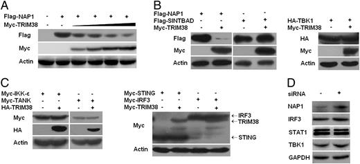 FIGURE 5. TRIM38 promotes the degradation of NAP1. (A) Western blot analysis of Flag-NAP1 in HEK293 cells transfected with Flag-NAP1 together with increasing concentration of HA-TRIM38 expression plasmid. (B and C) Western blot analysis of the lysates from HEK293 cells transfected with various tagged molecules with Myc-tagged TRIM38 for 24 h. (D) Western blot analysis of the expression of NAP1, IRF3, TBK1, and STAT1 in peritoneal macrophages transfected with control siRNA (Ctrl) or TRIM38 siRNA (siRNA). Similar results were obtained in three independent experiments.