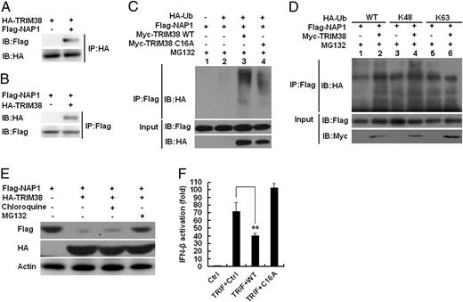 FIGURE 6. TRIM38 promotes K48-linked ubiquitination and proteasomal degradation of NAP1. (A and B) Lysates from HEK293 cells transiently cotransfected with Flag-NAP1 and HA-TRIM38 expression plasmids were subjected to IP with anti-HA or anti-Flag Ab, followed by Western blot analysis with anti-Flag or anti-HA Ab, respectively. (C) Lysates from HEK293 cells transiently cotransfected with Flag-NAP1, Myc-TRIM38 WT, or TRIM38 C16A, and HA-Ub plasmids were subjected to IP with anti-Flag Ab, followed by Western blot analysis with anti-HA Ab. (D) Lysates from HEK293 cells transiently cotransfected with Flag-NAP1, Myc-TRIM38, or vector control, and HA-Ub (WT), HA-Ub (K48), or HA-Ub (K63) plasmids were subjected to IP with anti-Flag Ab, followed by Western blot analysis with anti-HA Ab. (E) Western blot analysis of Flag-NAP1 expression in HEK293 cells cotransfected with Flag-NAP1 and HA-TRIM38 or vector control and then treated with chloroquine or MG132 for 4 h. (F) HEK293 cells were transfected with IFN-β reporter plasmid and TRIF expression plasmid together with TRIM38 WT and C16A. Twenty-four hours later, luciferase activity was measured. Data are shown as mean ± SD (n = 6) of one typical experiment (**p < 0.01).