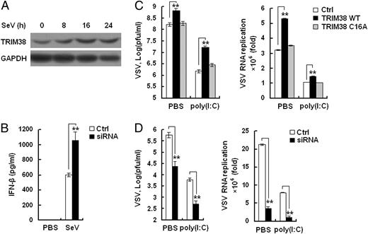FIGURE 7. TRIM38 negatively regulates cellular antiviral response. (A) Western blot analysis of TRIM38 expression in mouse peritoneal macrophages infected with SeV for indicated time periods. (B) Mouse peritoneal macrophages were transfected with control siRNA or TRIM38 siRNA for 36 h. ELISA of IFN-β in the supernatants of peritoneal macrophages infected with SeV for 12 h. Data are shown as mean ± SD (n = 3) of one representative experiment (**p < 0.01). (C) The 293 cells (2 × 105) were transfected with the indicated plasmids (1 μg each). Twenty-four hours later, cells were further transfected with poly(I:C) (0.1 μg) or left untreated. Eighteen hours after poly(I:C) transfection, cells were infected with VSV (multiplicity of infection, 0.1), and the supernatants were harvested at 12 h postinfection. Supernatants were analyzed for VSV titers with standard plaque assays. Intracellular VSV RNA replicates were measured by quantitative RT-PCR. Data are shown as mean ± SD of three independent experiments (**p < 0.01). (D) Mouse peritoneal macrophages (4 × 105) were transfected with control siRNA (Ctrl) or TRIM38 siRNA (siRNA). VSV titers and intracellular VSV RNA replicates were measured as in (C).