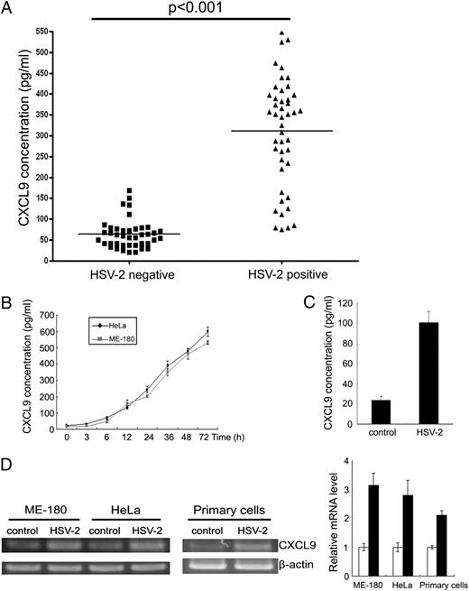 FIGURE 1. HSV-2 induces CXCL9 expression in human cervical epithelial cells. (A) CXCL9 levels in cervical mucus samples of HSV-2–negative (n = 41) and HSV-2–positive (n = 45) women were analyzed by ELISA (p < 0.01, Student t test). (B) Human cervical epithelial cells (ME-180 and HeLa) were infected with HSV-2, and the protein level of CXCL9 was measured at indicated time points by ELISA. Data shown are mean ± SD of three independent experiments with each condition performed in duplicate. (C) Primary human cervical epithelial cells were prepared from human cervical tissues and infected with HSV-2. Twenty-four hours postinfection, the protein level of CXCL9 was measured by ELISA. Data shown are mean ± SD of three independent experiments with each condition performed in duplicate. (D) ME-180, HeLa, and primary human cervical epithelial cells were infected with HSV-2. Twenty-four hours postinfection, mRNA level was measured by RT-PCR. Densitometric analysis of CXCL9 mRNA level was performed using Quantity One software (Bio-Rad). The relative mRNA level of CXCL9 was normalized by that of ME-180, HeLa, or primary human cervical epithelial cells without HSV-2 infection. Data shown are mean ± SD of three independent experiments.
