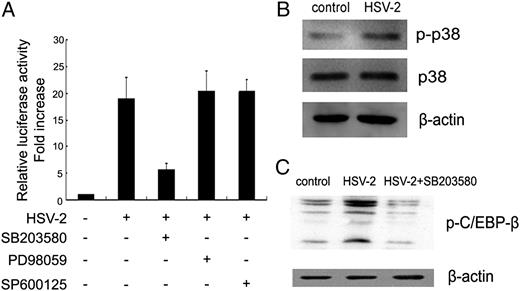 FIGURE 5. HSV-2–induced CXCL9 expression is mediated by p38 MAPK signaling pathway. (A) ME-180 cells were pretreated with inhibitor specifically against p38, ERK, or JNK for 1 h and transfected with reporter plasmid (−495/+33)CXCL9 before infection with HSV-2. The relative luciferase activity was normalized by that of cells without HSV-2 infection. Data shown are mean ± SD of three independent experiments with each condition performed in duplicate. (B) ME-180 cells were infected with HSV-2, and the levels of phosphorylation and total p38 protein were analyzed by Western blot. One representative experiment of three is shown. (C) ME-180 cells were pretreated with inhibitors specifically against p38 before HSV-2 infection, and total protein were isolated. Western blot was performed to measure the phosphorylation of C/EBP-β. One representative experiment of three is shown.