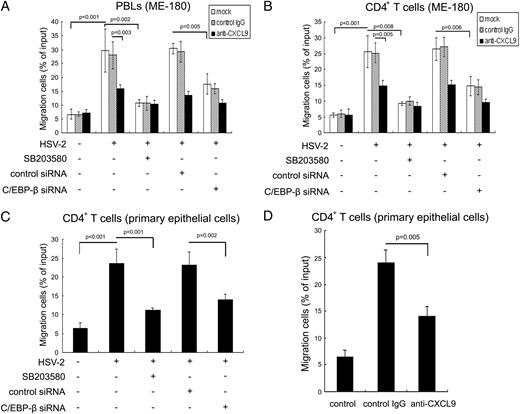 FIGURE 6. HSV-2–induced CXCL9 increases the chemotactic activity of PBLs and CD4+ T cells. Prior to infection with HSV-2, ME-180 cells were treated with or without C/EBP-β siRNA or SB203580. Twenty-four hours postinfection, supernatants from infected cells were added to the lower chamber of Transwell plates in the presence or absence of anti-CXCL9 neutralizing Ab or control Ab, and activated PBLs (A) or CD4+ T cells (B) were placed in the upper chamber. After a 2-h incubation, cells migrated to lower chambers were collected and counted using hemocytometer. Cell migration was expressed as percentage of input. Input cells in the upper chamber were 5 × 105. Data shown are mean ± SD of three independent experiments with each condition performed in duplicate. (C and D) Primary cervical epithelial cells were isolated from human cervical tissues. Prior to infection with HSV-2, primary cervical epithelial cells were treated with or without C/EBP-β siRNA or SB203580. Twenty-four hours postinfection, supernatants from infected cells were added to the lower chamber of Transwell plates in the absence (C) or presence (D) of anti-CXCL9 neutralizing Ab or control Ab, and activated CD4+ T cells were placed in the upper chamber. After a 2-h incubation, cells migrated to lower chambers were collected and counted using hemocytometer. Cell migration was expressed as percentage of input. Input cells in the upper chamber were 5 × 105. Data shown are mean ± SD of three independent experiments with each condition performed in duplicate.