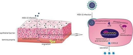 FIGURE 7. Schematic model of the mechanism by which HSV-2 induces CXCL9 expression and CD4+ T cell migration. HSV-2 infection activates p38 MAPK pathway and phosphorylates C/EBP-β at Thr235 site. C/EBP-β then translocates to the nucleus and binds to CXCL9 promoter, resulting in the increased transcription of CXCL9. The secreted CXCL9 protein in the mucosal tissues recruits CD4+ T cells to the HSV-2 infection area, and recruited CD4+ T cells may become HIV-1 target cells.