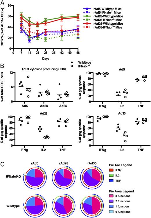 FIGURE 6. Vector-induced IFN-α signaling skews the T cell response toward a central memory phenotype. (A) Frequencies of CD127+ AL11-specific CD8 T cells from mice vaccinated with a high dose of rAd5 vector, rAd28 vector, or rAd35 vector (n = 4). (B) Top left panel, Frequencies of AL11 peptide-stimulated CD8 T cells producing IFN-γ, IL-2, or TNF after vaccination of wild-type or IFNabr−/− mice with rAd5 vector, rAd28 vector, or rAd35 vector (n = 4). Top right and bottom panels, Frequencies of IFN-γ+, IL-2+, or TNF+ cells as a percentage of the total AL11-specific response for each vector (n = 4). (C) SPICE plots illustrating the functionality of AL11-specific CD8 T cells from wild-type and IFNabr−/− mice vaccinated with rAd5 vector, rAd28 vector, or rAd35 vector (n = 4).