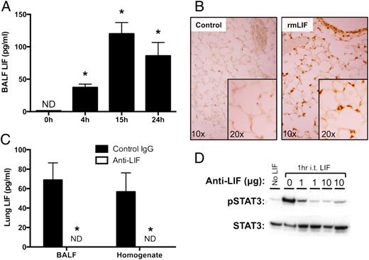 FIGURE 1. LIF expression and biological activity in the lungs during pneumonia. (A) LIF protein concentrations were quantified in BALF 0–24 h after i.t. instillation of E. coli. Values are expressed as means ± SEM (n = 4 to 5). *p < 0.05 compared with uninfected (0 h) controls. (B) Immunohistochemistry was used to visualize Y705–p-STAT3 in histological lung sections prepared from mice treated for 1 h with or without i.t. rmLIF. Background staining was undetectable on sections from i.t. rmLIF mice exposed to an isotype control Ab (not shown). Representative images are shown at ×10 and ×20 original magnification. (C) LIF protein concentrations were quantified in BALF 24 h after i.t. E. coli coinstilled with anti-LIF or control IgG. Values are expressed as means ± SEM. *p < 0.05 compared with mice treated with control IgG (n = 4 to 5). (D) Y705–p-STAT3 immunoreactivity was measured by immunoblot in lung homogenates collected from mice 1 h after i.t. rmLIF in the presence of 0–10 μg anti-LIF.