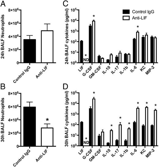 FIGURE 4. Effect of LIF neutralization on innate immunity. Neutrophil numbers (A, B) and cytokine protein concentrations (C, D) were quantified in BALF harvested from mouse lungs 24 or 30 h after i.t. E. coli. Values are expressed as means ± SEM. *p < 0.05 compared with mice treated with control IgG (n = 4 to 5).