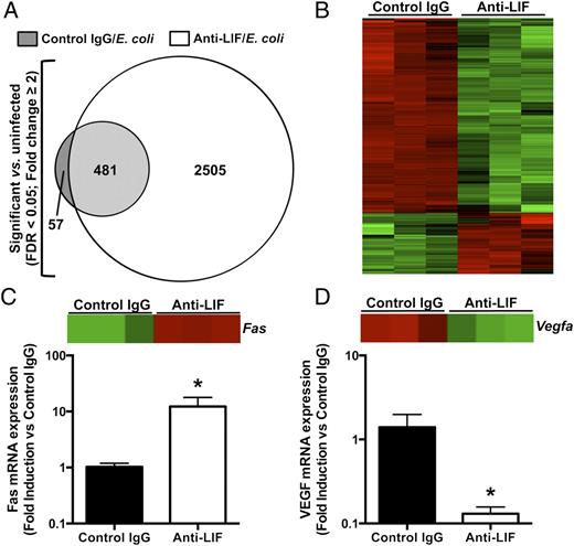 FIGURE 6. Effects of pneumonia and LIF blockade on the lung transcriptome and markers of cell death. (A and B) Microarrays were performed on total lung RNA 24 h after i.t. instillations of the following three combinations: 1) saline and control IgG; 2) E. coli and control IgG; and 3) E. coli and anti-LIF (n = 3). (A) Values indicate the number of differentially expressed genes in each group compared with uninfected mice treated with control IgG alone. (B) A heat map illustrates the expression profile of the 1313 genes significantly different between pneumonic mice treated with control IgG (left three columns) or anti-LIF (right three columns). For each row (gene), green and red annotations denote decreased or increased expression, respectively. Data in (A) and (B) include significantly altered transcripts (FDR < 0.05) with an expression difference of at least 2-fold. qRT-PCR was used to interrogate mRNA fold-induction (compared with control IgG-treated mice) for Fas (C) and VEGF (D), both of which were significantly affected by anti-LIF treatment as determined by microarray. Individual heat map data are shown for both transcripts to illustrate relative expression levels determined by microarray analysis. *p < 0.05 compared with mice treated with control IgG (n = 3).