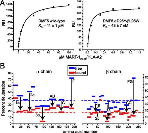 FIGURE 2. The DMF5 TCR also undergoes a global reduction in flexibility upon pMHC binding. (A) Steady-state surface plasmon resonance experiment showing the affinities of the native (left) and high-affinity (right) variant of DMF5 for the MART-126–35/HLA-A2 ligand. The high-affinity variant shows a >250-fold enhancement in binding affinity. (B) Percent deuteration of fragments of free and ligand-bound high-affinity DMF5 variant at the 10-min time point. Fragments including the CDR, AB, CC′, and FG loops and the C and F strands are indicated. The dashed blue and red lines indicate the average deuteration of the free and bound protein, respectively.