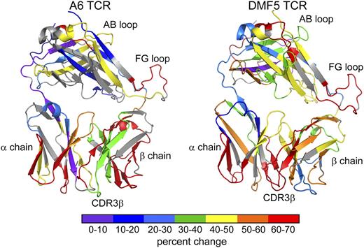 FIGURE 3. Percent change in deuteration upon binding of each A6 and DMF5 fragment mapped to the TCR structure. The distributed reduction in exchange behavior stemming from the Ag binding site to the constant domains is clearly visible. As indicated by the scale, warmer colors indicate a large change, and cooler colors indicate a smaller change. Fragments colored gray were not resolved in the experiments.