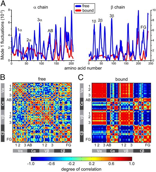 FIGURE 4. ANM simulations indicate the TCR possesses a high degree of correlated internal motion that is reduced upon ligand binding. (A) Fluctuations in the first normal mode plotted for the A6 TCR α-chain (left) and β-chain (right). Consistent with the HDX-MS experiments, the simulations show a global dampening of TCR motions. The positions of the CDR, FG, and AB loops are indicated. (B) Correlation analysis for the first normal mode of the free TCR reveals a high degree of correlated motion within and across the Vα, Vβ, Cα, and Cβ domains. As indicated in the scale at the bottom, green indicates no correlation, blue indicates full negative correlation (in-phase motion in which two groups move toward and away from each other), and red indicates full positive correlation (in-phase motion in which two groups move in the same direction). (C) Ligand binding results in a substantial reduction in the correlated motion of individual fragments, with correlated motion instead occurring between individual domains. The scale is the same as in (B).