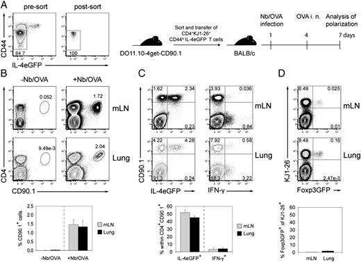 FIGURE 1. Rapid in vivo differentiation of naive OVA-specific CD4+ T cells into Th2 cells during N. brasiliensis infection. A, Experimental layout. Naive OVA-specific T cells (CD4+CD90.1+KJ1-26+CD44loIL-4eGFP−) were FACS-purified from DO11.10-4get-CD90.1 donor mice, transferred into naive BALB/c recipients (5 × 105/mouse), and infected with N. brasiliensis–OVA followed by intranasal (i.n.) OVA administration. Dot plots are gated on CD4+KJ1-26+ lymphocytes. B, Transferred CD4+CD90.1+ donor cells were identified by FACS on day 6 postinfection. The bars show the mean frequency ± SEM of transferred CD4+CD90.1+ cells among total lymphocytes in the mLNs and the lung of three mice per group. +Nb/OVA, mice that were treated as illustrated in A; −Nb/OVA, mice that only received donor T cells. C, The Th2 cell differentiation of OVA-specific T cells during infection was followed by IL-4eGFP expression (left panel, gated on CD4+) in mLNs and lung. Differentiated Th1 donor cells were identified by IFN-γ expression (right panel) using an IFN-γ secretion assay detection kit after PMA/ionomycin restimulation as described in Materials and Methods. Bars show the mean frequency ± SEM of IL-4eGFP+ and IFN-γ+ cells within adoptively transferred T cells (CD4+CD90.1+) of three mice. D, The induction of Treg cells from naive Ag-specific T cells during helminth infection was traced by Foxp3 expression using Foxp3eGFP reporter mice as donors. CD4+KJ1-26+CD44loFoxp3eGFP− cells were sort-purified from DO11.10-DEREG mice and subjected to in vivo Th2 polarization as described in A. Representative dot plots show the induction of Treg cells by Foxp3eGFP expression (gated on CD4+ cells). Bar graph shows the mean frequency ± SEM of induced Treg cells within CD4+KJ1-26+ cells in the mLN and lung of three mice.