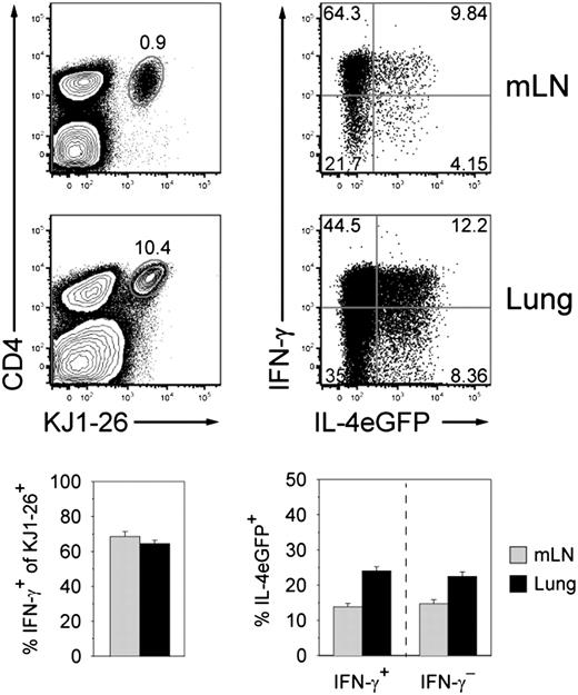 FIGURE 4. Th1 cell conversion into Th2 cells in the absence of exogenous IL-4 and IL-13. Analysis of OVA-specific donor cells 7 d after adoptive transfer into IL-4/IL-13–deficient mice and N. brasiliensis–OVA infection. Left panel, Expansion of donor cells (CD4+KJ1-26+ cells) in the mLN (top) and lung (bottom). Dot plots are gated on live lympho-cytes. Right panel, Staining for IFN-γ secretion and IL-4eGFP expres-sion by donor T cells (gated CD4+KJ1-26+). Graphs below show mean fre-quency ± SEM of IFN-γ+ cells among transferred donor cells (left) and IL-4eGFP–expressing IFN-γ+–secreting and nonsecreting cells within the transferred T cell population (right) in the mLN and lung. Data are representative of at least five mice from two independent experiments.