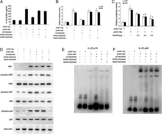 FIGURE 7. HBx-induced IL-23 expression is mediated by the ERK1/2 signaling pathway. A, HepG2 cells were pretreated with inhibitors to ERK1/2, JNK, and p38 (U0126, SP600125, and SB202190) before being transfected with pCMV-HBx or the control plasmid pCMV-Taq. IL-23 protein levels were measured in the supernatant by ELISA. B, HepG2 cells were pretreated with inhibitors to ERK1/2, JNK, and p38 and cotransfected with pCMV-HBx and an IL-23 (−1269/+79) p19 or (−979/+106) p40 reporter plasmid. The luciferase activity of the mock pCMV-Taq group was designated as 1.00. C, HepG2 cells were cotransfected with pCMV-HBx, with increasing concentrations of DN-ERK and IL-23 (−1269/+79) p19 or (−979/+106) p40 reporter plasmids, and the luciferase activity was measured 48 h after transfection. The luciferase activity of the mock pCMV-Taq group was designated as 1.00. D, HepG2 cells were transfected with pCMV-HBx, and the phosphorylated and total ERK1/2, JNK, and p38 protein levels were analyzed by Western blot. E and F, HepG2 cells were pretreated with inhibitors to ERK1/2, JNK, and p38, and the nuclear extracts were isolated. EMSA was performed to measure the binding of NF-κB to the (E) p19 and (F) p40 promoters. The results are the mean ± SD of three experiments performed in duplicate. *p < 0.05.