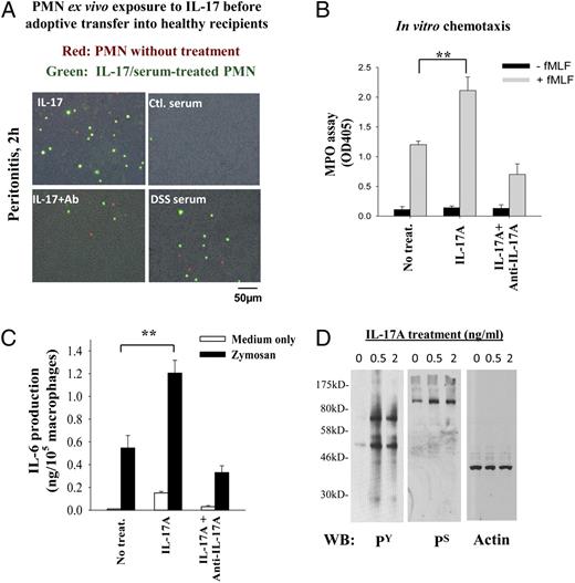 FIGURE 6. IL-17A directly enhances PMN and macrophage inflammatory functions. A, PMN ex vivo exposure to IL-17A exhibits an accelerated infiltration during zymosan-induced peritonitis. Bone marrow leukocytes from healthy mice were treated for 2 h with an rIL-17A (2 ng/ml) or serum from mice with DSS-induced colitis (DSS, 12 d) in the presence or absence of the neutralization anti–IL-17A Ab. After treatment, the cells were labeled with CSFE (green) and cotransferred with control nontreated bone marrow leukocytes (red) into healthy recipient mice followed by testing for PMN infiltration during zymosan-induced peritonitis. B, IL-17A directly enhances PMN chemotactic transmigration. Bone marrow PMN with and without exposure to IL-17A were assayed in vitro for chemotaxis toward fMLF for 90 min. C, IL-17A promotes IL-6 production in macrophage upon stimulation. Peritoneal macrophages obtained from healthy mice were treated with rIL-17A (2 ng/ml) with or without the presence of anti–IL-17A Ab for 48 h (37°C). IL-6 production in cells with or without zymosan stimulation (2 h) was assayed by ELISA. D, Western blot analyses of protein phosphorylation of macrophages treated with IL-17A. **p < 0.01.