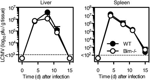 FIGURE 3. Similar kinetics of virus clearance in WT and Bim−/− mice. WT and Bim−/− mice were infected i.v. with 1 × 106 PFU LCMV-WE. At the indicated time points, virus titers (PFU/g tissue) were determined in liver and spleen of the mice. The dashed line indicates the detection limit. Mean + SD of three to five mice/group and time point are shown. The experiment was repeated three times, yielding similar results.