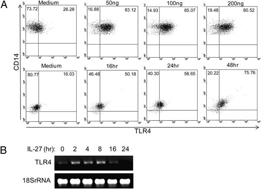 FIGURE 2. IL-27 induces TLR4 expression on CD14+ monocytic cells. A, In the top panel, primary human monocytes were cultured for 16 h in medium alone or with increasing doses of IL-27 (50–200 ng/ml). Cells were harvested after 16 h and costained for CD14 and TLR4 surface expression. TLR4 expression was measured on live CD14 gated cells by flow cytometry. In the bottom panel, primary monocytes were cultured in a time course of IL-27 (100 ng/ml), ranging from 0–48 h, cells were harvested and costained for CD14 and TLR4, and surface expression was measured by flow cytometry. B, RT-PCR analysis was performed to detect TLR4 expression in response to IL-27 for the times indicated. Amplification of 18SrRNA was performed as a loading control. Data are representative of five different blood monocyte donors.
