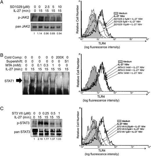 FIGURE 3. JAK2 and STAT3 signaling mediates IL-27–induced TLR4 expression. A, Monocytes were cultured in the presence of the JAK2 inhibitor, SD1029, for 1.5 h with doses ranging from 2.5–10 μM. Following the preincubation with inhibitor, cells were stimulated with IL-27 for 15 min. Activation of JAK2 was measured by Western blotting with anti–phospho-JAK2 (p-JAK2) Abs (left panel). As a loading control, the blot was stripped and reprobed for pan JAK2. Numbers below blot indicate fold increase over untreated cells relative to pan-JAK2 expression. Following the preincubation with inhibitor, cells were stimulated with IL-27 for 16 h and surface stained for TLR4 expression for flow cytometry (right panel). B, Monocytes were cultured in the presence of the STAT1 inhibitor MTA for 1.5 h with doses ranging from 0.1–1 mM. Following inhibitor preincubation, cells were stimulated with IL-27 for 15 min, and nuclear proteins were extracted for EMSA (left panel). The cold competitor contained 200× excess of unlabeled probes compared with biotin-labeled probes. Supershift Abs specific for STAT1 (S1) were able to interfere with complex formation, indicating specificity of STAT1 binding. Monocytes preincubated with MTA were followed with IL-27 treatment for 16 h and surface stained for TLR4 expression for flow cytometry (right panel). C, Monocytes were cultured in the presence of the STAT3 inhibitor STAT3 VII for 1.5 h with doses ranging from 0.25–1 μM. Following inhibitor preincubation, cells were stimulated with IL-27 for 15 min, and whole cell lysates were used in Western blot analysis to determine the efficiency of STAT3 VII in inhibiting STAT3 activation (left panel). Membranes were blotted for phosphorylated-STAT3 (p-STAT3) to determine activation, and pan-STAT3 as a loading control. Numbers below blot indicate fold increase over untreated cells relative to pan-STAT3 expression. Monocytes preincubated with STAT3 VII were followed with IL-27 treatment for 16 h and surface stained for TLR4 expression for flow cytometry (right panel). Cell surface TLR4 expression was measured on CD14+ cells by flow cytometry. For all flow cytometry, the gray histogram represents cells incubated in medium alone, the bold line represents cells treated with IL-27 alone, and light lines represent cells pretreated with inhibitor at the doses indicated by arrows. Data shown are representative of five different blood monocyte donors.