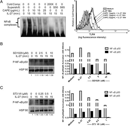 FIGURE 4. NF-κB activation mediates IL-27–induced TLR4 expression. A, Primary monocytes were cultured in the presence of the NF-κB inhibitor CAPE for 1.5 h with doses ranging from 10–25 μg/ml. After inhibitor preincubation, cells were stimulated with IL-27 for 15 min, and nuclear proteins were extracted for EMSA (top panel). Cold competitor contained 200× excess of unlabeled probes compared with biotin-labeled probes. Supershift Abs specific for NF-κB p50 (S50) and NF-κB p65 (S65) proteins were able to interfere with complex formation, indicating presence of p50/p65 heterodimers in the visualized bands of interest. Monocytes preincubated with CAPE were followed with IL-27 treatment for 16 h. Cell surface TLR4 expression was measured by flow cytometry (bottom panel). The gray histogram represents cells incubated in medium alone, the bold line represents cells treated with IL-27 alone, and light lines represent cells pretreated with inhibitor at the doses indicated by arrows. B, Primary monocytes were cultured in the presence of the JAK2 inhibitor, SD1029, for 1.5 h with doses ranging from 2.5–10 μM. After the preincubation with inhibitor, cells were stimulated with IL-27 for 15 min and activation of NF-κB was measured two ways: detection of phosphorylated NF-κB p50 subunit via Western blot analysis (left panel) or transcription factor ELISA for p50/p65 DNA-binding (right panel). C, Monocytes were cultured in the presence of the STAT3 inhibitor STAT3 VII for 1.5 h with doses ranging from 0.25–1 μM. After inhibitor preincubation, cells were stimulated with IL-27 for 15 min and activation of NF-κB was measured two ways: detection of phosphorylated NF-κB p50 subunit via Western blot analysis (left panel) or transcription factor ELISA for p50/p65 DNA-binding (right panel). Numbers below each Western blot (B, C) indicate fold increase over untreated cells relative to HSP 90 expression.