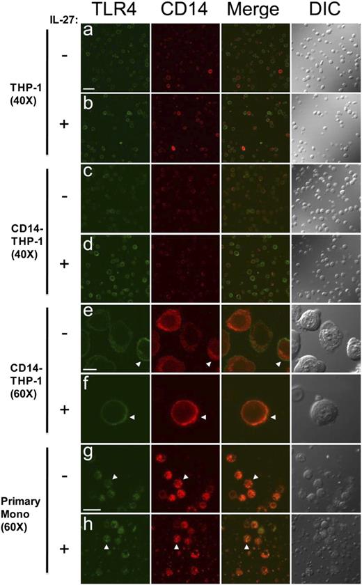 FIGURE 6. IL-27 induces enhanced TLR4 membrane expression and increased colocalization of CD14 and TLR4. THP-1 cells (A, B), CD14-THP-1 cells (C–F), and primary monocytes (G, H) were cultured for 16 h in the presence/absence (+/−) of IL-27. Cells were harvested in PBS-0.1% azide and stained for TLR4-FITC (green fluorescence) and CD14-eFluor 605 (red fluorescence). Images were captured using an Olympus FV1000 laser scanning confocal microscope and Fluoview 1.7.3.0 software, using a 60× (1.42 NA; E–H) and 40× (0.95 NA; A–D) oil immersion objective. Increased expression of TLR4 was seen in IL-27–primed THP-1 cells (B) and CD14–THP-1 cells (D), compared with corresponding nonprimed THP-1 cells (A) and CD14–THP-1 cells (C). CD14 expression (red) did not change with IL-27 priming. Images for A–D were captured using the 40× objective. To address TLR4/CD14 colocalization, images were captured using the 60× objective on CD14–THP-1 cells cultured in medium alone (E) and primed with IL-27 (F). Arrowheads point to distinct differences in colocalization between non-primed and primed images. Primary monocytes also showed distinct areas of increased TLR4/CD14 colocalization in IL-27–primed cells (H) compared with nonprimed (G), as indicated by arrowheads. Images for E–H were captured using a 60× objective. Scale bars represent 50 μm (A), 10 μm (E), and 20 μm (G). Data are representative of three primary monocyte donors and four cell line experiments.
