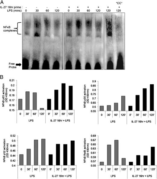 FIGURE 7. IL-27 priming augments LPS-induced NF-κB signaling. THP-1 cells were cultured in medium alone or in the presence of IL-27 for 16 h (primed) and then stimulated with an LPS time course of 0–120 min. A, Nuclear lysates (10 μg) were subjected to EMSA, and visualized bands represent activated NF-κB binding to the consensus sequence oligonucleotide probe (biotin labeled). To confirm specificity of the visualized bands for binding to the NF-κB consensus sequence, a cold competitor (*CC*) was included. Results shown were reproducible in five replicate experiments. B, Nuclear lysates (10 μg) were used in the TransAM NF-κB transcription factor family assay to quantify NF-κB family member activation in nonprimed cells (gray bars) and IL-27–primed cells (black bars). Graphs represent the activation of individual NF-κB transcription factors: p65 (top left), p50 (top right), p52 (bottom left), and RelB (bottom right). Data represent the average of duplicate wells.