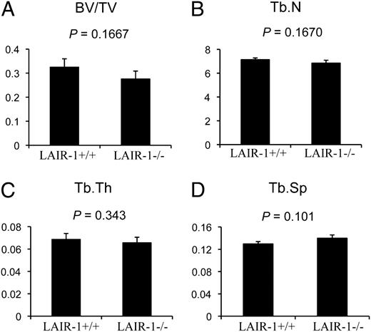 FIGURE 8. The bone masses of LAIR-1−/− mice do not differ from wt mice. No significant differences were observed between the percentage of trabecular bone volume/tissue volume (BV/TV) (A), trabecular number (Tb.N) (B), trabecular thickness (Tb.Th) (C), or trabecular spacing (Tb.Sp) (D) between the femurs of wt and LAIR-1−/− mice (8 wk old), as determined by μCT. Data are presented as average (n = 5) ± SEM; p values are indicated above each graph.