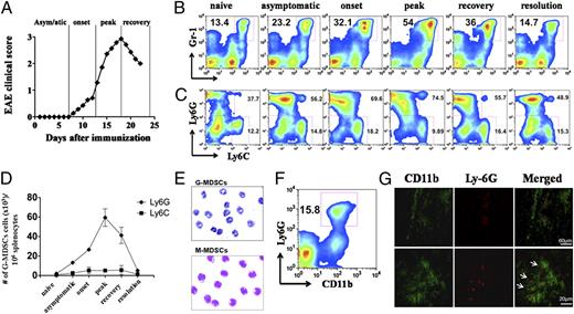 FIGURE 1. Recruitment of granulocytic Ly6G+ MDSCs in the peripheral lymphoid organs correlates with disease activity in EAE. A, MOG35–55-induced EAE in C57BL/6 mice. Mean clinical score is shown (n = 7). Kinetics of CD11b+Gr1+ MDSC (B) and G-MDSC (C) accumulation in the spleen of mice during the different phases of EAE. Representative flow cytometric analysis indicates percentages of MDSCs. Gates were set on 7AAD−CD3−CD19− or 7AAD−CD3−CD19−CD11bhi cells for B and C, respectively. D, Relative numbers of Ly6G+ MDSCs and Ly6C+ MDSCs/106 splenocytes during the different phases of EAE (mean ± SD of four mice/time point). E, Morphological analysis of G-MDSCs and M-MDSCs, sorted from spleens of MOG/CFA-primed mice, using May–Grunwald–Giemsa staining. F, Frequency of G-MDSCs in the spinal cords of mice at the peak of EAE. Gates were set on 7AAD−CD3−CD19− cells. Data are representative of four or five separate experiments. G, Immunofluorescence staining for CD11b (green) and Ly6G (red) in spinal cord sections at disease peak (score 3, 5). Arrows show CD11b+Ly6G+ infiltrating cells. Original magnification ×40 and ×60 1,65. Sections are representative of three mice analyzed individually.