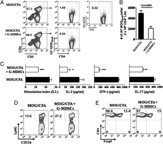 FIGURE 3. G-MDSCs suppress myelin-specific Th1- and Th17-mediated immune responses in the draining LNs. A, MOG/CFA-immunized mice were adoptively transferred with G-MDSCs, as in Fig. 2A. Inguinal LNs were isolated 9 d after the antigenic challenge and assayed for tetramer binding on 7AAD−B220−CD8−CD3+CD4+ cells. Staining with IAb-hCLIP tetramer on LNs from MOG/CFA-immunized animals was performed and used as a negative control. Numbers denotes frequency of CD4+CD3+ cells (left panels) and MOG38−49/IAb+/CD4+ cells (right panel). B, Relative numbers of MOG38−49/IAb+ cells/5 × 105 CD4+ LNs (mean ± SD; p value, t test). C, LNs were restimulated in vitro with MOG35–55 (15 μg/ml) for 72 h, followed by [3H]thymidine pulsing for 18 h. Incorporated thymidine was measured, and cell proliferation is expressed as stimulation index (far left panel). Mean ± SD of triplicate wells. ***p = 0.0002, t test. Culture supernatants were collected after 48 h of culture and assessed for the presence of IL-2 (middle left panel), IFN-γ (middle right panel), and IL-17 (far right panel) by ELISA. *p = 0.01, **p = 0.002, ***p = 0.0003, t test. D, Frequency of G-MDSCs in the dLNs of treated and control mice. Gates were set as in Fig. 1C, and numbers represent percentages. E, Dot plots show percentages of CD4+Foxp3+ (7AAD−B220−CD3+) cells in the LNs of the two groups of mice. Data are derived from two independent experiments with three or four mice/group. Each mouse was analyzed individually.