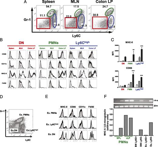 FIGURE 3. Increased expression of MHC-II and CD86 on PMNs isolated from inflamed colons. A, Dot plot analysis of cells isolated from spleen, MLNs, and colon LP showing expression of Ly6C versus Gr-1. Representative dot plots were initially gated on Mac-1+ (CD11b) cells. B, Representative histograms showing expression of indicated markers (black line) on Gr-1negLy6Cneg (DN), Gr-1+ PMNs, and Ly6Chigh populations. C, Median fluorescent intensity (MFI) values show progressive increase in MHC-II and CD86 expression on PMNs and Ly6Chigh cells isolated from cLP compared with those isolated from the spleen and MLN. **p < 0.01, ***p < 0.001. D, Expression of Ly6C and Gr-1 in peritoneal exudates cells. The dot plot was initially gated on Mac-1+ cells. Exudate PMNs (ex. PMNs) and Ly6Chigh and DN populations are shown by indicated gates. E, Histograms are gated on the corresponding populations identified in D. For all graphs, staining with Abs is indicated by black line, whereas staining with isotype control Ab is indicated by shaded curves. F, PMNs isolated from colitic mice show increased expression of MHC-II mRNA compared with PMNs obtained from the BM or peritoneal exudates. RT-PCR of histocompatibility class II Ag A α-chain and corresponding densitometry measurements. Gr-1+ PMNs from spleens and colons of colitic mice were obtained by cell sorting. Ly6G+ cells from the BM or peritoneal exudates were obtained by positive selection. Ly6G− fractions from BM (BM Ly6G−) and exudate (ex. Ly6G−) served as MHC-II+ control.