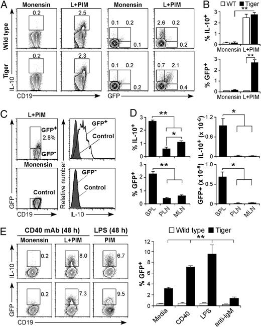 FIGURE 1. B cell GFP expression in Tiger mice parallels cytoplasmic IL-10 expression. A, B cell IL-10 production relative to GFP expression in Tiger mice. Splenocytes were cultured for 5 h with L+PIM before cell surface CD19 and cytoplasmic IL-10 immunofluorescence staining with flow cytometry analysis. Cells cultured with monensin alone served as negative controls for IL-10 staining, with results similar to isotype-control mAb staining (data not shown). Representative contour plots show the IL-10+, IL-10+GFP+, and GFP+ cell frequencies within the indicated gates for CD19+ B cells (n = 5 mice). B, Mean (± SEM) IL-10+ and GFP+ B cell frequencies in wild-type and Tiger mice (n = 5 mice/group), as identified in A. C, Representative IL-10 expression by GFP+ B cells in Tiger mice. GFP+ and GFP− CD19+ B cells were assessed for IL-10 expression (black lines) relative to control mAb staining (shaded graphs) after 5 h of L+PIM stimulation (n = 5 mice), as in A. D, Mean frequencies and numbers of IL-10+ and GFP+ B cells in tissues of Tiger mice among CD19+ B cells from spleen (SPL), peripheral lymph nodes (PLN, inguinal), or mesenteric lymph node (MLN) (n ≥3 mice), as in A. E, GFP expression by B10+B10pro cells from Tiger mice. Spleen CD19+ cells were cultured for 48 h in media alone or with agonistic CD40 mAb, LPS, or anti-IgM Ab. Monensin, L+PIM, or PIM were added during the final 5 h of culture, with IL-10+ or GFP+ B cells identified as in A. Cultured spleen B cells from wild-type mice served as background controls for GFP expression. Bar graphs show mean frequencies of GFP+ B cells after culture (n ≥ 3 mice/group). All experiments were performed at least three times. *p < 0.05, **p ≤ 0.01.
