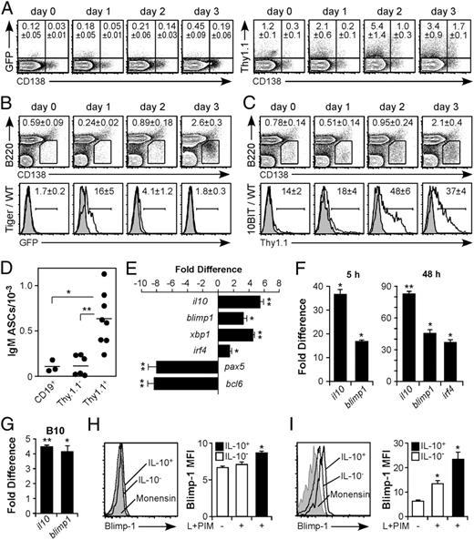 FIGURE 4. B10 cells differentiate into ASCs in vivo. A, Representative spleen GFP+ (left panel) or Thy1.1+ (right panel) cell frequencies versus CD138 expression among B220hi/int B cells in Tiger (left panel) and 10BiT (right panel) mice before (day 0) or 1–3 d following LPS treatment. Numbers within quadrants indicate means (n = 3–5 mice). B, Spleen CD138hiB220int/lo B cells in Tiger mice express GFP after LPS treatment in vivo. Representative contour plots (top panel) show CD138hiB220lo B cell frequencies in Tiger mice before (day 0) or 1–3 d following LPS treatment. Representative histograms (bottom panels) indicate GFP expression by CD138hiB220int/lo B cells at the same time points (black lines) relative to CD138hiB220int/lo B cells from wild-type mice as negative controls (shaded graphs). Mean CD138hiB220int/lo B cell frequencies or percentages of reporter-positive cells within the indicated gates are shown with backgrounds subtracted (n = 3–5 mice). C, CD138hiB220int/lo B cells in 10BiT mice express Thy1.1 before and after LPS treatment in vivo. Representative contour plots and graphs are shown, as in B. D, Thy1.1+ B10 cells secrete IgM in vitro. Purified spleen B cells from 10BiT mice given LPS 3 d earlier were sorted into Thy1.1+ or Thy1.1− CD19+ cell fractions and cultured on ELISPOT plates overnight to enumerate IgM-secreting cells from three to eight individual mice. Data in A–D are pooled from three independent experiments. E, Thy1.1+ B10 cells express transcription factors associated with plasma cell differentiation. Spleen Thy1.1+ or Thy1.1− CD19+ B cells were purified from 10BiT mice given LPS 3 d earlier, with relative transcription factor expression measured by reverse-transcriptase quantitative real-time PCR. Bars indicate mean fold differences between Thy1.1+ B cells normalized to Thy1.1− B cells from three experiments (n = 5 mice/experiment). F, B10 cells from wild-type mice express blimp1 and irf4. Purified spleen CD1dhiCD5+ and CD1dloCD5− B cells were stimulated with L+PI for 5 h (B10 cells) or were cultured with CD40 mAb for 48 h with L+PI added during the final 5 h (B10+B10pro cells). Values indicate mean fold differences between CD1dhiCD5+ and CD1dloCD5− B cells (n = 3 mice). G, IL-10+ B10 cells from wild-type mice express blimp1. B cells were stimulated with L+PI for 5 h before IL-10+ and IL-10− CD19+ B cells were purified. Values indicate mean fold differences between IL-10+ and IL-10− B cells (n = 3 mice). F and G, il10, irf4, and blimp1 transcripts were quantified, as in E. H, Intracellular Blimp-1 expression by spleen IL-10+, IL-10−, or monensin-only–treated B cells following 5 h of L+PIM stimulation (n = 3 mice). I, Intracellular Blimp-1 levels in IL-10+, IL-10−, or monensin-only–treated cells following 24 h of LPS stimulation, with PIM added during the final 5 h (n = 3 mice). *p ≤ 0.05, **p ≤ 0.01.