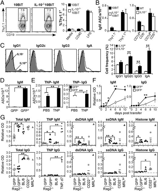 FIGURE 5. B10 cells produce Ag-specific Ab and autoantibodies. A, IL-10 is not required for B10+B10pro cell development in 10BiT mice. Splenocytes from 10BiT or IL-10−/− 10BiT mice were cultured for 48 h with media alone, CD40 mAb, or LPS, with the frequency of Thy1.1+ B10+B10pro cells determined as in Fig. 1E. Representative contour plots (left panel) show CD19+ B cells from LPS-stimulated cultures. Bar graphs (right panel) indicate relative mean frequencies of Thy1.1+ cells among CD19+ B cells (n = 3 mice/group). B, IL-10 expression is not required for B10 cell differentiation into ASCs. 10BiT or wild-type mice (open bars) and IL-10−/− 10BiT or IL-10−/− mice (filled bars) were given LPS 3 d before relative ASC frequencies were determined among Thy1.1+ or Thy1.1− subsets from 10BiT mice and CD1dhiCD5+ or CD1dloCD5− subsets from wild-type mice, as in Fig. 4D (n = 3 mice/group, data represent two experiments). C, B10 cell expression of cell surface IgG and IgA. Spleen B cells from wild-type mice were stimulated with L+PIM for 5 h before staining for IL-10 and cell surface IgG and IgA. Bar graphs (right panel) show mean frequencies of B cells expressing each isotype (n = 8 mice/group) from two experiments. D, B10 cells from Tiger mice can secrete IgM. Purified spleen CD19+ B cells from Tiger mice were stimulated for 5 h with L+PI before GFP+ and GFP− B cells were isolated by cell sorting. After 18 h of culture with LPS, the cells were cultured on ELISPOT plates for 5 h. Bar graphs show mean IgM ASC frequencies (n = 3 mice/group). E, B10 cells can secrete Ag-specific IgM and IgG. Tiger mice were immunized with TNP-KLH plus alum or PBS plus alum. Spleen TNP-specific IgM (left panel) and IgG (right panel) ASCs were quantified 7 d later using ELISPOT assays, as in B. Bar graphs indicate mean ASC frequencies from two PBS-immunized mice and three TNP-immunized mice in two experiments. F, B10 cells contribute to serum Ab titers in vivo. In two experiments, purified spleen B cells from four or eight Tiger mice were pooled and cultured overnight (18 h) with LPS, followed by 5 h of stimulation with L+PI to induce GFP expression. Cell sorter-purified GFP+ (▪) and GFP− (□) B cells were then transferred into five and six Rag2−/− recipients, respectively. Serum was collected at the indicated times, with Ab levels quantified by ELISA. Background IgM and IgG levels were determined using serum from untreated Rag2−/− mice (dashed lines). G, Reactivity of Abs produced by B10 cells. Serum from Rag2−/− mice given GFP+ (▪) or GFP− (□) B cells 10 d earlier (as in D) was analyzed for reactivity with the indicated Ags by ELISA. Positive and negative controls included pooled sera from 2-mo-old wild-type mice before (▴) and 7 d after (♦) TNP-KLH immunization; 10-mo-old CD22−/− mice (○), and a 6-mo-old female MRLlpr mouse (△). Values indicate results from individual mice. *p ≤ 0.05, **p ≤ 0.01.