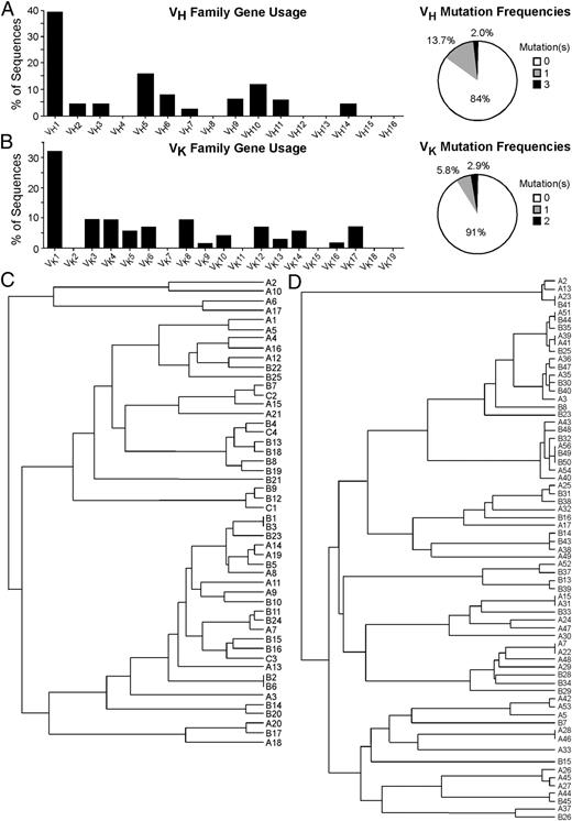 FIGURE 6. B10 cells use diverse V genes that are largely unmutated. A, VH family gene usage by 50 representative IL-10+ B cells from three individual mice. Mutation frequencies within the VH-D-JH gene sequences are shown on the right. B, VK gene family usage by 69 representative IL-10+ B cells. VK-JK mutation frequencies are shown on the right. C, Phylogenetic tree showing relationships between the VH-D-JH amino acid sequences of individual B cells from mice named A through C, with numbers indicating different B cells. Branches indicate the average distance between two sequences based on percent identity. D, Phylogenetic tree showing the relationship between the VK-JK amino acid sequences of individual B cells.