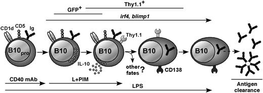 FIGURE 7. Model for B10 cell maturation and Ab production. Transient B10 cell IL-10 production parallels GFP expression in IL-10 reporter mice, whereas cell surface Thy1.1 expression is observed later and accumulates over time. Although other B10 cell fates are possible, some spleen B10 cells differentiate into ASCs that predominantly produce IgM. Ab production by B10-derived B cells may constitute a second wave of humoral regulation during immune responses.