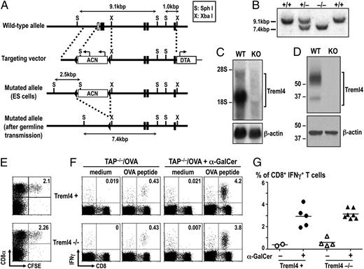 FIGURE 1. Generation of Treml4 KO mice. A, Schematic diagram of the mouse Treml4 WT allele, targeting vector, mutated allele in ES cells, and mutated allele in Treml4-deficient mice. Filled and open boxes denote coding exons and noncoding exons, respectively. B, Southern blot analysis of offspring from the heterozygote intercrosses. Genomic DNA was extracted from mouse tails, digested with SphI, electrophoresed, and hybridized with the radiolabeled probe indicated in A. WT and mutated alleles of Treml4 gene were at 9.1- and 7.4-kb, respectively. C, Northern blot analysis of whole splenocytes. Total RNA (10 μg) was electrophoresed, transferred to a nylon membrane, and hybridized with Treml4 cDNA or β-actin cDNA fragment as a probe. D, Representative data of the immunoblot signals for Treml4 in B6 WT and Treml4 KO mice. Spleens were lysed, 25 μg total protein was separated by SDS-PAGE, and Treml4 expression was assayed by Western blot using anti-Treml4 mAb, followed by peroxidase-conjugated anti-rat mAb. To control for protein loading, the membrane was incubated with stripping buffer and immunoblotted with anti–actin-HRP mAb. One experiment is representative of two with similar results. E, Uptake of dying cells by DCs. A total of 20 × 106 CFSE-labeled dying splenocytes was injected i.v. to WT littermates (Treml4+) or Treml4 KO (Treml4−/−) mice. Two hours after injection, spleens were harvested, and uptake of CFSE+ cells was monitored in CD8α+ and CD8α− DC subsets. Plots show CD11chigh-gated cells and are representative of two independent experiments. F, Cross-presentation of cell-associated Ag. Control littermates (Treml4+) or Treml4 KO (Treml4−/−) mice were immunized i.v. with 20 × 106 dying TAP−/− splenocytes loaded with OVA (TAP−/−/OVA), in the presence or absence of the adjuvant α-GalCer. Seven days later, splenocytes from immunized mice were restimulated with OVA peptide (SIINFEKL) for 12 h with BFA, and the presence of CD8+ T cells producing IFN-γ was evaluated by flow cytometry after intracellular cytokine staining. Plots shown CD3ε+-gated T cells. G, As in F, but the percentage of IFN-γ+ CD8+ T cells of CD3ε+ splenocytes is shown as the mean of three independent experiments. Each symbol represents an individual mouse, and the horizontal line denotes the mean.