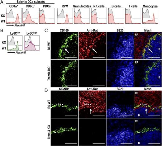 FIGURE 3. Anti-Treml4 mAb is mainly captured by CD8α+ DCs, splenic macrophages, and Ly6Clow monocytes in vivo. A, B6 or Treml4 KO mice were inoculated i.p. with 10 μg Alexa Fluor 647-labeled anti-Treml4 mAb. Uptake of labeled mAb by different splenic DC subsets and leukocyte populations was evaluated 1 h after inoculation by multicolor flow cytometry (15). B, As in A, but two populations of CD11bhigh CD115+ splenic monocytes, Ly6Clow (left panel) and Ly6Chigh (right panel), were further analyzed for the uptake of Alexa Fluor 647-labeled anti-Treml4 mAb. C and D, B6 or Treml4 KO mice were inoculated i.p. with 25 μg purified anti-Treml4 mAb. Three hours postinoculation, dissected spleens were cryopreserved, sectioned, and stained with anti-rat Alexa Fluor 555 (red) to detect the inoculated mAb. Marginal metallophilic macrophages (arrows) were identified by staining with anti-CD169 (C, green), and marginal zone macrophages (dots) were identified by staining with anti-SIGNR1 (D, green). To identify B cell follicles (B), sections were stained with B220 (blue). Scale bars, 100 μm. In all cases, one representative experiment of two or three with similar results is shown. PDCs, plasmacytoid DCs; RP, red pulp; RPM, red pulp macrophage.