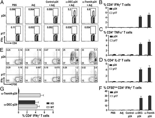 FIGURE 5. Targeting Ag through Treml4 induces HIV GAGp24 Th1 responses in vivo. B6 mice were immunized with 5 μg anti-DEC205 or anti-Treml4 mAbs conjugated with HIV GAGp24 (p24) in the presence of 50 μg poly-IC and 25 μg anti-CD40 (Adj). A mAb conjugated with HIV GAGp24 without receptor affinity was used as a control (control-p24). Fourteen days after inoculation, splenocytes were restimulated in vitro with HIV GAGp17 (p17, negative control) or HIV GAGp24 peptide mix (p24) in the presence of BFA for 6 h. A, Intracellular staining was performed to detect the percentage of IFN-γ+ in CD3+ CD4+ gated T cells. B, Percentage of IFN-γ+ CD4+ T cells is shown as mean ± SD of four to six experiments with two or three mice/group. As in B, but TNF-α (C) and IL-2 (D) cytokine production was evaluated by intracellular cytokine staining in the CD3+ CD4+ gated T cells in response to HIV GAGp17 or HIV GAGp24 peptide mix. Mean ± SD from two experiments with eight mice total is shown. E, Bulk splenocytes were labeled with CFSE and stimulated with HIV GAGp24 peptide mix (p24) or control HIV GAGp17 peptide mix (p17) for 4 d, whereupon the cells were restimulated for 6 h with HIV GAGp24 peptides in the presence of BFA to detect IFN-γ in proliferated CFSElow T cells. Panels show the percentage of IFN-γ+ or IFN-γ− CD3+ CD4+ proliferating T cells (top row and bottom row, respectively) from one of two similar experiments with four mice/group. F, As in E, but the percentage of CFSElow IFN-γ+ CD4+ T cells is shown as mean ± SD of eight animals in two different experiments. G, B6 or Treml4 KO mice were immunized with 5 μg anti-DEC205 or anti-Treml4 mAbs conjugated with HIV GAGp24 (p24) in the presence of 50 μg poly-IC and 25 μg anti-CD40 (Adj) and analyzed 14 d later after restimulation in vitro with HIV GAGp17 (p17, negative control) or HIV GAGp24 peptide mix (p24) in the presence of BFA for 6 h. Percentage of IFN-γ+ CD4+ T cells is shown as mean ± SD of two experiments, with a total of four mice/group.