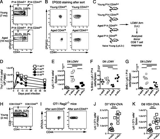 Defective CD8 T Cell Responses in Aged Mice Are Due to Quantitative and ...