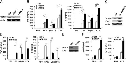 FIGURE 2. TRIM38 negatively regulates TLR-induced production of proinflammatory cytokines. (A) Western blot analysis of TRIM38 expression in mouse peritoneal macrophages transfected with control siRNA or Trim38 siRNA 1 and siRNA 2 for 36 h. (B) ELISA of TNF-α and IL-6 in the supernatants of peritoneal macrophages as in (A) stimulated with LPS, poly(I:C), or LTA for 12 h. Data are shown as mean ± SD (n = 3) of one representative experiment. *p < 0.05, **p < 0.01. (C) Western blot analysis of TRIM38 expression in RAW264.7 cells stably transfected with Flag-TRIM38 expression plasmid or control empty vector (Ctrl). (D) ELISA of TNF-α and IL-6 in the supernatants of RAW264.7 cells as in (C) stimulated with LPS, poly(I:C), or LTA for 12 h. Data are shown as mean ± SD (n = 3) of one representative experiment. **p < 0.01. (E) Western blot analysis of TRIM38 expression in thioglycolate-elicited peritoneal macrophages transfected i.p. with TRIM38 siRNA for 48 h. (F) ELISA of TNF-α and IL-6 in the peritoneal lavage of mice as treated in (E) after i.p. administration with PBS or LPS for 1 h. Data are shown as mean ± SD (n = 5; **p < 0.01). Similar results were obtained in three independent experiments.