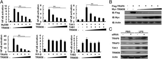 FIGURE 4. TRIM38 targets TRAF6. (A) HEK293 cells were transfected with MyD88, TRIF, TAK1 plus TAB1, TRAF6, IKK-β, or TAB2, together with NF-κB–luc reporter plasmid and increasing amount of TRIM38 plasmid, and analyzed luciferase activity. Data are shown as mean ± SD (n = 6) of one representative experiment. **p < 0.01. (B) Western blot analysis of Flag-TRAF6 in HEK293 cells transfected with Flag-TRAF6 together with increasing concentration of HA-TRIM38 expression plasmid. (C) Western blot analysis of the expression of TRAF6, TRAF3, and TAK1 in peritoneal macrophages transfected with control siRNA (Ctrl) or TRIM38 siRNA (siRNA) and then stimulated with LPS. Similar results were obtained in three independent experiments.