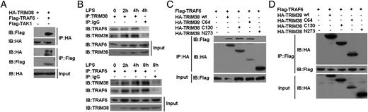 FIGURE 5. TRIM38 binds to TRAF6 through the PRY/SPRY domain. (A) Lysates from HEK293 cells transiently cotransfected with Flag-TRAF6 and HA-TRIM38 expression plasmids were subjected to IP with anti-HA or anti-FLAG Ab followed by Western blot analysis with anti-FLAG or anti-HA Ab, respectively. (B) Lysates from RAW264.7 cells stimulated with LPS for indicated time periods were subjected to IP with anti-TRIM38 or anti-TRAF6 Ab followed by Western blot analysis with anti-TRAF6 or anti-TRIM38 Ab, respectively. Proteins in whole-cell lysate were used as positive control (Input). (C and D) Lysates from HEK293 cells transiently transfected with Flag-TRAF6 and HA-TRIM38 WT, TRIM38 mutants C64, C130, or N273 were subjected to IP with anti-HA or anti-FLAG Ab followed by Western blot analysis with anti-FLAG or anti-HA Ab, respectively.