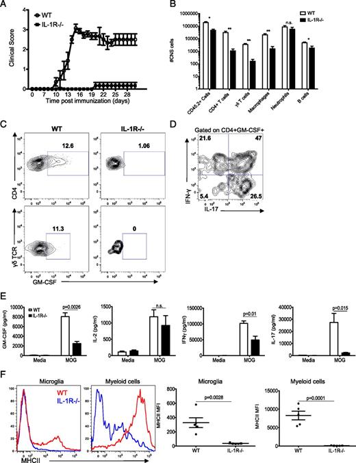 FIGURE 4. IL-1R regulates GM-CSF production in the CNS. WT and IL-1R−/− mice were immunized with MOG/CFA. (A) Clinical scores were recorded daily for 30 d. (B) Absolute number of CD45+ cells, CD4+ T cells (CD45+CD4+TCRβ+), γδ T cells (CD45+γδTCR+), macrophages (CD45hiCD11b+MHCII+), neutrophils (CD45+CD11b+Gr-1+MHCII−), and B cells (CD45+CD19+TCRβ−) in the CNS 18 d after immunization. *p < 0.05, **p < 0.01. (C) Intracellular staining of GM-CSF for CD4+ T cells (top panels) and γδ+ T cells (bottom panels) obtained from the CNS and stimulated with either MOG peptide (top panels) or PMA/ionomycin (bottom panels) for 5 h. (D) Intracellular staining for IL-17 and IFN-γ in CD4+GM-CSF+ T cells obtained from the CNS of WT mice and stimulated with MOG peptide for 5 h. (E) Splenocytes were stimulated for 48 h with MOG peptide, and cytokines were measured by ELISA. (F) Expression of MHC class II (MHCII) by microglia (CD45.2intCD11b+) and myeloid cells (CD45hiCD11b+) 18 d after immunization. Data are representative of three independent experiments. Data represent mean ± SEM.
