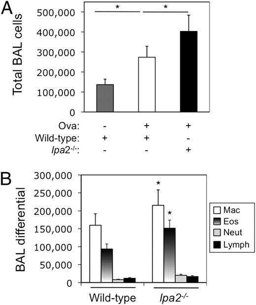FIGURE 5. lpa2-deficient DC are hyperactive and proallergic in vivo. DC from wild-type or lpa2−/− mice were pulsed with 400 μg/ml OVA for 24 h, and adoptively transferred intratracheally into wild-type recipients. Control mice received unpulsed DC from wild-type mice. Ten days later, mice were challenged for four consecutive days with 1% OVA aerosol and sacrificed 24 h later for analysis of total BAL cell counts (A) and BAL cell differentials using cytospin (B). Results are the mean ± SEM of three independent experiments. *p < 0.05, recipients of wild-type versus lpa2-deficient DC.