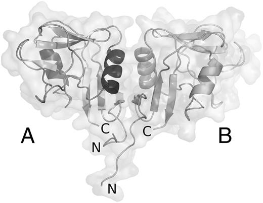 FIGURE 2. Structure of mClr-g with secondary structure representation. The semitransparent solvent-accessible surface is shown. N and C termini of both chains A and B are denoted.
