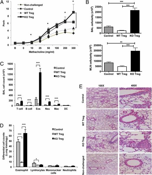 FIGURE 2. Bcl6−/− Tregs fail to suppress allergic airway inflammation in vivo. (A) Assessment of lung function in OVA-sensitized and intranasally challenged WT recipient mice immunized i.p. with or without Bcl6−/− or WT Tregs or left nonchallenged (n = 5/group). Airway hyperreactivity was measured by the Penh value by whole-body plethysmography of the recipient mice 24 h after the final intranasal challenge, tested at baseline (B), and following inhalation of increasing doses of aerosolized methacholine (horizontal axis). *p < 0.05, mice receiving Bcl6−/− versus WT Tregs (Student t test). (B) Cellularity in the BAL (top panel) and lung MLNs (bottom panel) for the OVA-sensitized and challenged recipient mice immunized or not with Bcl6−/− or WT Tregs, as in (A). (C) Cellular composition of the BAL for the mice challenged as in (A) assessed by flow cytometry. (D) Differential cell counts of specific inflammatory cell types in 10 fields of H&E-stained lung sections of the mice treated as in (A). (E) Lung histopathology assessed by H&E staining of paraffin-embedded lung sections for mice challenged as in (A) or left nonchallenged. Error bars represent SEM. (B–D) *p < 0.05, **p < 0.01, ***p < 0.001, one-way ANOVA. DC, Dendritic cells; Eos, eosinophils; Mac, macrophages; Neu, neutrophils.