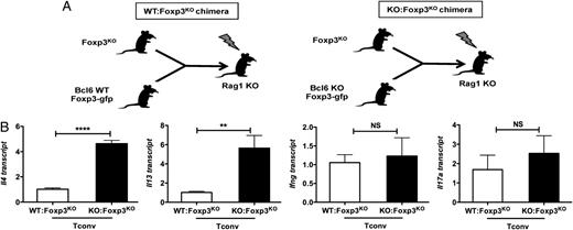 FIGURE 4. Bcl6−/− Tregs are selectively impaired in the control of systemic Th2 inflammatory responses in vivo. (A) The two types of BM chimeras generated with Rag1 KO mice as recipients: WT BM mixed with Foxp3KO BM (WT:Foxp3KO) and Bcl6−/− BM mixed with Foxp3KO BM (KO:Foxp3KO). (B) QPCR analysis of Th2 genes (Il4, Il13), Ifng, and Il17a in Foxp3KO BM chimera-derived WT and Bcl6−/− Tconvs with expression normalized to tubb5. Data show average expression from four mice for the WT: Foxp3KO group and three mice for the KO:Foxp3KO group. Error bars represent SEM. **p < 0.01, ****p < 0.0001, Student t test.