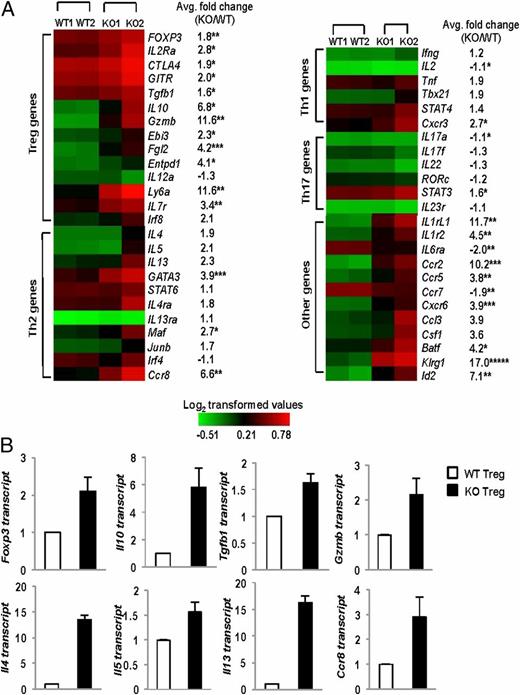 FIGURE 5. Bcl6−/− Tregs exhibit a hybrid Treg–Th2 phenotype. (A) Heat map depiction of gene transcripts differentially expressed between sorted Tregs from Bcl6−/− or WT Foxp3-gfp mice, analyzed by expression microarrays. Gene expression is represented as log2-transformed values; red represents expression greater than mean, and green represents expression less than the mean, as shown in the color scale below (n = 2 mice/group, with two replicates each mouse represented as an average). KO1, healthy; KO2, sick. Average fold-change in KO/WT gene expression is noted next to each gene row. *p < 0.05, **p < 0.01, ***p < 0.001, ****p < 0.0001, *****p < 0.00001, average fold change in KO/WT, Student t test. (B) QPCR validation of differentially expressed genes between Bcl6−/− (KO) Tregs and WT Tregs selected from the microarray analysis following activation for 16 h with anti-CD3 and anti-CD28 (Treg genes: Foxp3, Il10, Tgfb1, and Gzmb) and Th2 genes (Il4, Il5, Il13 and Ccr8), with expression normalized to btub. Data are average expression from at least three mice/group.