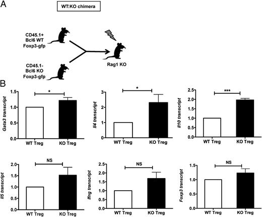 FIGURE 7. Bcl6 intrinsically represses Th2 genes in Tregs. (A) Scheme for mixed BM chimeras (WT:KO); Tregs were gated as CD4+CD25+Foxp3+ (GFP+) T cells prior to gating WT and KO based on CD45.1 expression. (B) QPCR analysis of Gata3, Il4, Il10, Il5, Ifng, and Foxp3 in sorted BM chimera-derived Bcl6−/− (CD45.1−) and WT (CD45.1+) Tregs, with expression normalized to tubb5. Data are average expression from six mice/group. Error bars represent SEM. *p < 0.05, ***p < 0.001, Student t test.