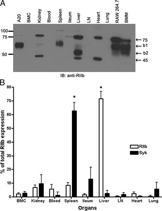 FIGURE 1. Most RIIb of mouse is in liver. (A) An ECL-developed immunoblot using rabbit anti-mouse RIIb Ab showing RIIb expression in several tissue and cell lysates prepared as described in Materials and Methods. Numbers are MW markers in kDa. (B) Bar graph expressing the means and SDs of immunoblot-derived band densities after factoring total organ weight for both RIIb isoforms and Syk from all organs (n = 3 WT mice). *p < 0.001 (expression levels of Syk and RIIb in spleen and liver, respectively, are statistically significantly different from the average of all other organs; see Materials and Methods). BMC, Bone marrow cells; LN, lymph nodes.