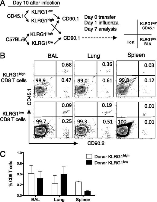 FIGURE 5. Immediate recall efficacy of lung KLRG1high and KLRG1low CD8 T cells. Donor mice (CD45.1/CD90.2 and CD45.2/CD90.2) were infected with influenza virus and lung cells isolated 10 d later. CD8 T cells were sorted into KLRG1high and KLRG1low subsets by FACS. Sorted subsets were combined in equal numbers for each donor, and a total of 1–2.5 × 105 cells were i.v. transferred into naive recipient mice (CD45.2/CD90.1). One day after transfer, the recipient mice were then intranasally challenged with influenza virus and the indicated tissues were analyzed 7 d later. (A) Experimental transfer strategy, which includes a template to interpret the CD45/CD90 phenotype of the representative mouse shown in (B). (B) Representative plots of the flow cytometric profiles of donor and host cells on day 7 gated as KLRG1high (top row) and KLRG1low (bottom row) CD8 T cells. (C) Bar diagram shows the relative response of each KLRG1 subset at the time of transfer in each tissue measured as the percentage donor cells of the total CD8 T cell population on day 7. Data are representative of two independent sorting experiments including a total of eight adoptively transferred mice. Error bars indicate SEM.
